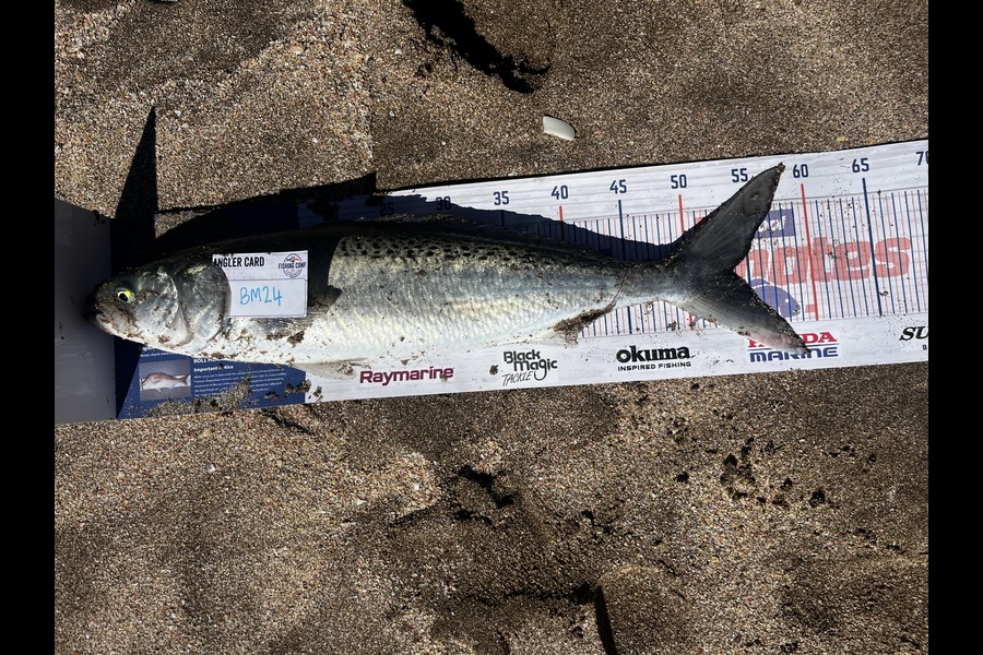 Jayden Buckingham caught this 53.5cm Kahawai at Coromandel during The Hirepool Baitmates Fishing Comp