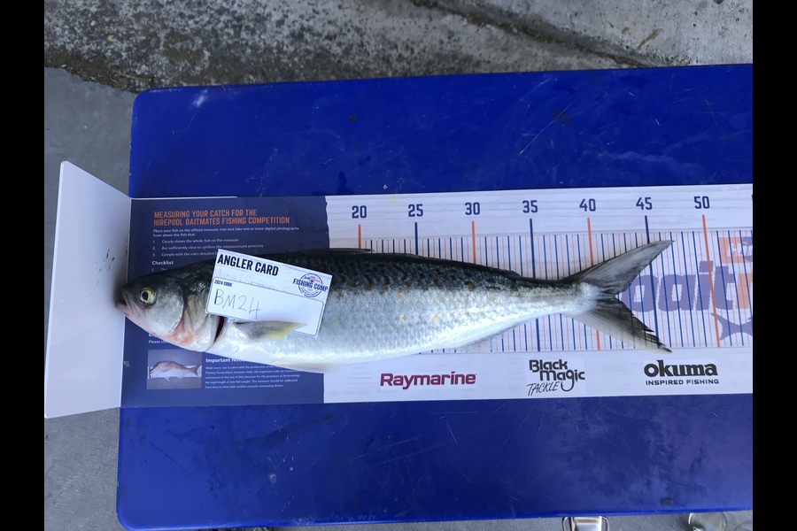Jake Khull caught this 41.5cm Kahawai at Northland during The Hirepool Baitmates Fishing Comp