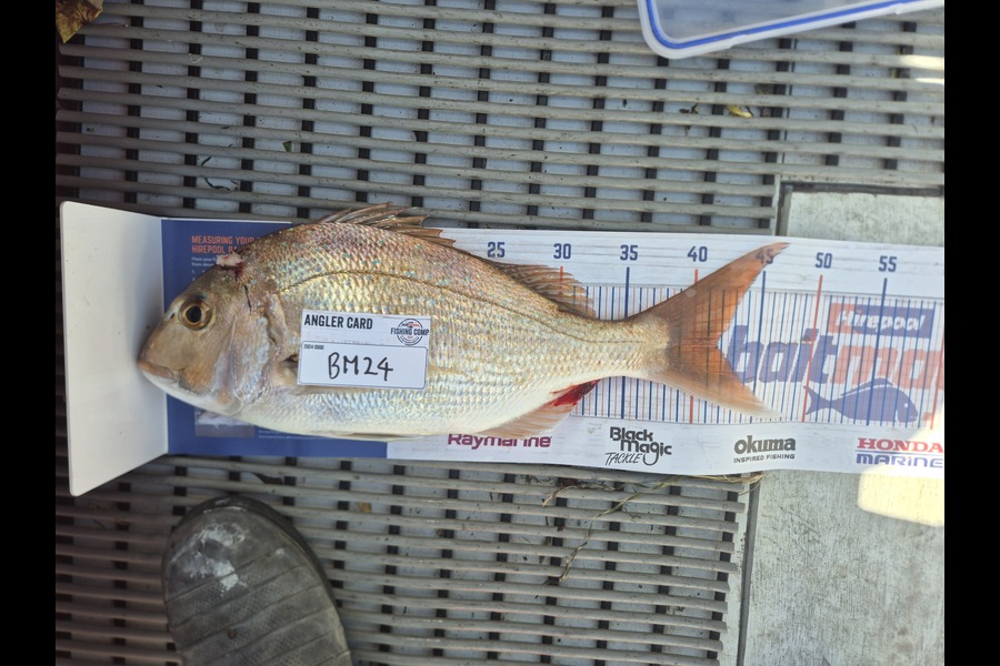 William Taylor caught this 41.5cm Snapper at Bay of Plenty during The Hirepool Baitmates Fishing Comp