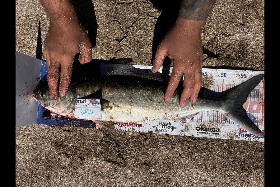 Maria Naysmith-Wright caught this 55.0cm Kahawai at Coromandel during The Hirepool Baitmates Fishing Comp