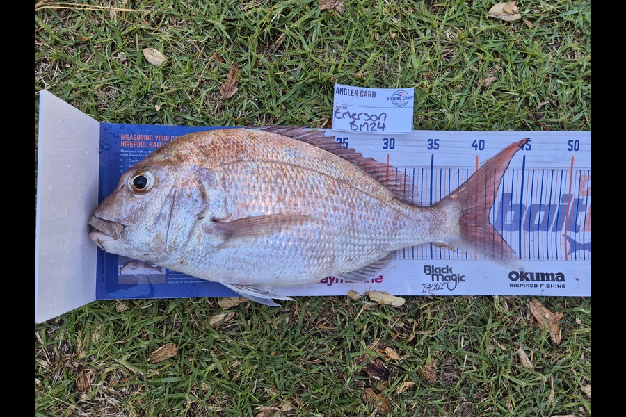 Emerson Burgess caught this 41.5cm Snapper at Bay of Plenty during The Hirepool Baitmates Fishing Comp