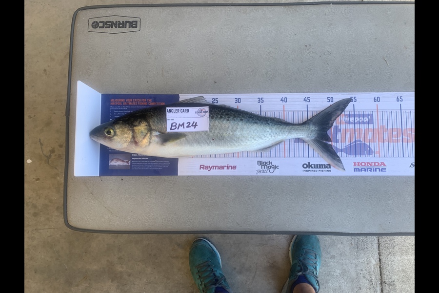 Maurice Albert caught this 49cm Kahawai at Bay of Plenty during The Hirepool Baitmates Fishing Comp