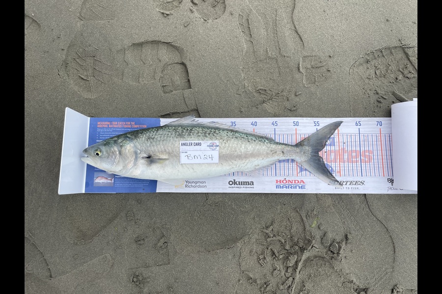 Neville Cane caught this 55.0cm Kahawai at Canterbury during The Hirepool Baitmates Fishing Comp