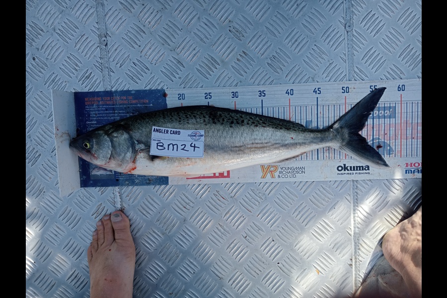 Andy Brannen caught this 52cm Kahawai at Nelson/Marlborough during The Hirepool Baitmates Fishing Comp