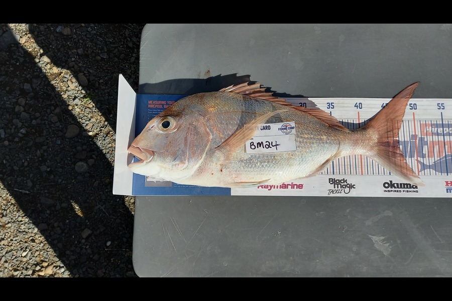 Clinton Jones caught this 47.0cm Snapper at Waikato during The Hirepool Baitmates Fishing Comp