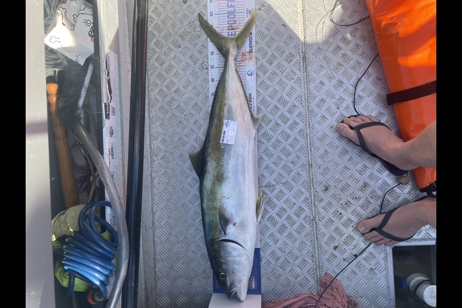 Shanon Imms caught this 96.0cm Kingfish at Northland during The Hirepool Baitmates Fishing Comp