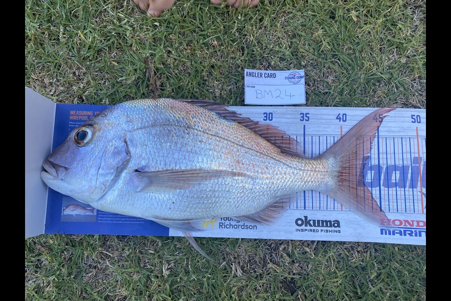 Jeremy Couling caught this 43.0cm Snapper at Northland during The Hirepool Baitmates Fishing Comp