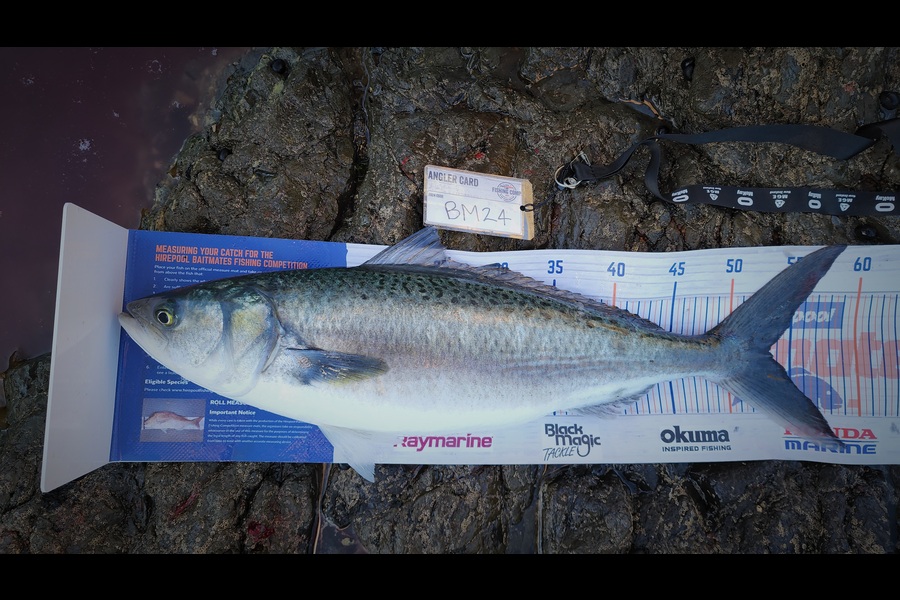 Louis Marsh caught this 53.5cm Kahawai at Northland during The Hirepool Baitmates Fishing Comp