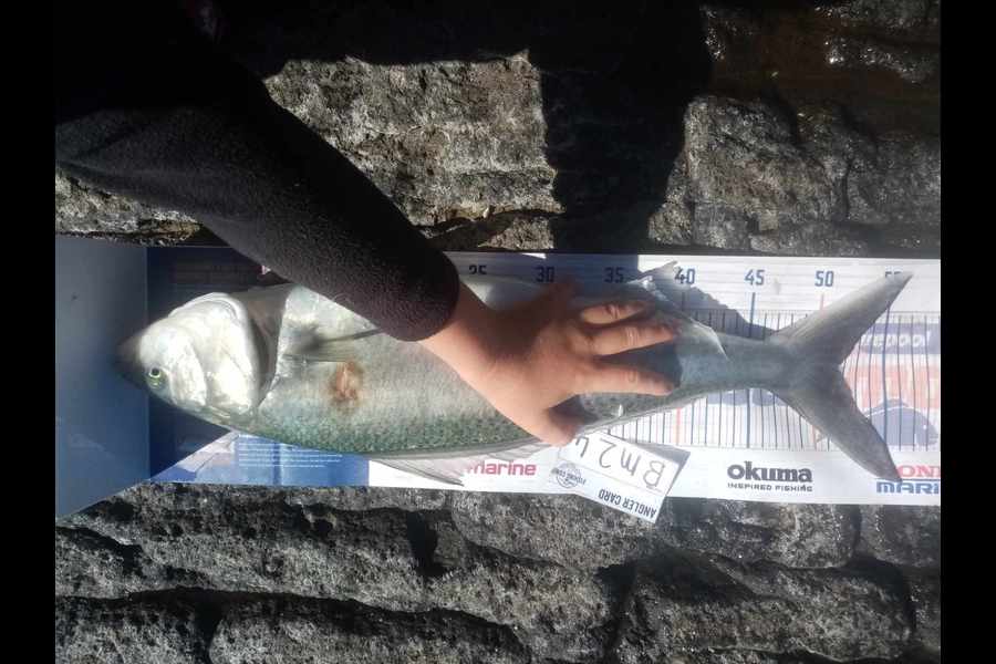 Phill Saunders caught this 51.5cm Kahawai at Coromandel during The Hirepool Baitmates Fishing Comp
