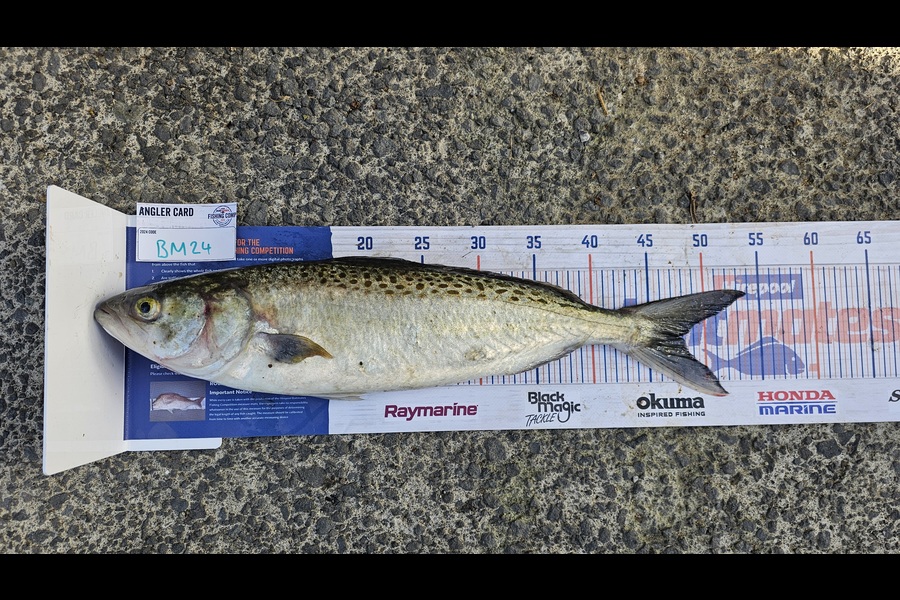 Sam Mccomb caught this 48cm Kahawai at Auckland during The Hirepool Baitmates Fishing Comp