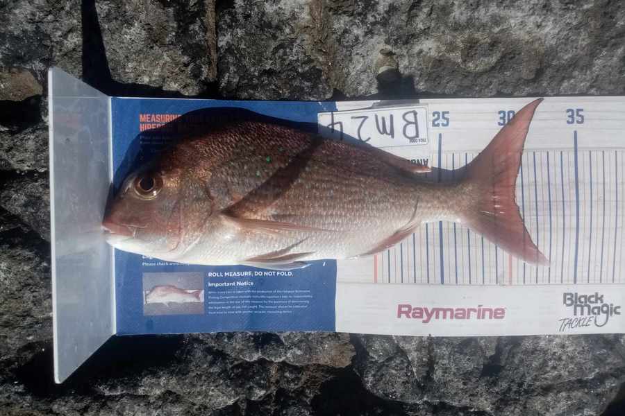 Bodhi Bishop Saunders caught this 30.5cm Snapper at Coromandel during The Hirepool Baitmates Fishing Comp