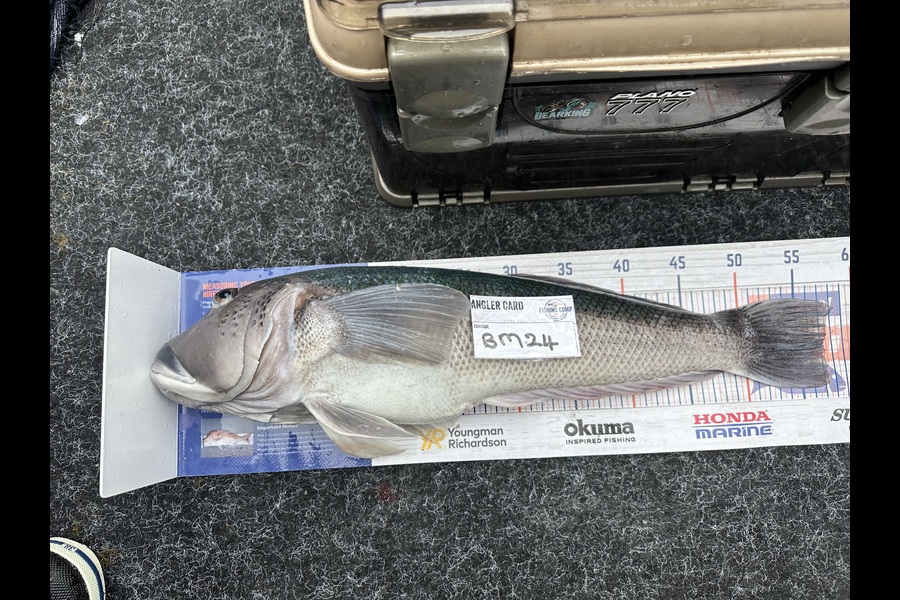 Jude Carstairs caught this 57cm Blue Cod at Canterbury during The Hirepool Baitmates Fishing Comp