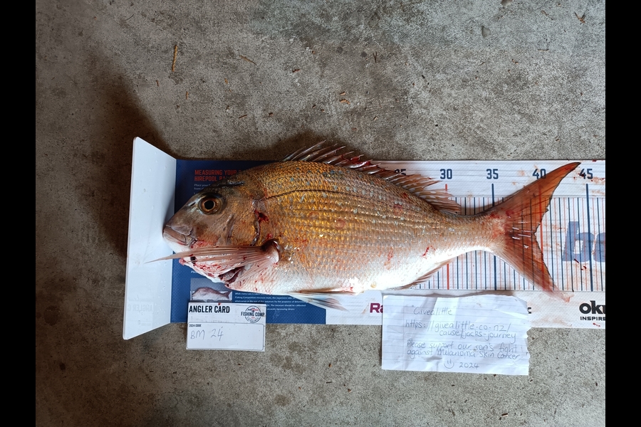 Tracy Holland caught this 39cm Snapper at Nelson/Marlborough during The Hirepool Baitmates Fishing Comp