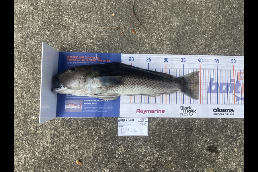 Ben Jones caught this 39.5cm Blue Cod at Nelson/Marlborough during The Hirepool Baitmates Fishing Comp