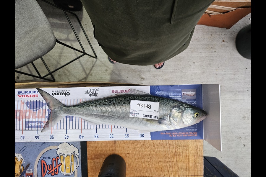 Robbie Trembath caught this 50.0cm Kahawai at Hawkes Bay during The Hirepool Baitmates Fishing Comp