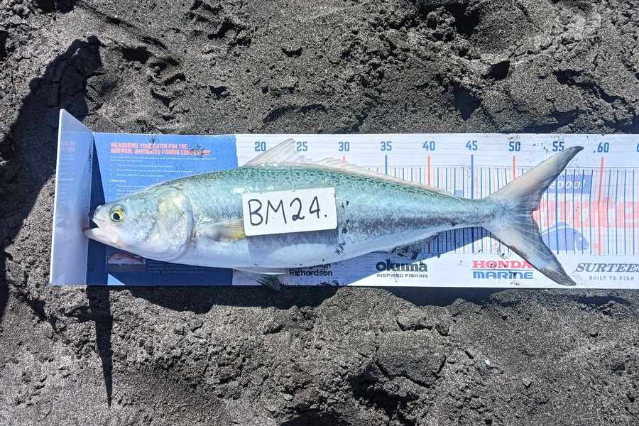 Keoni Ratahi caught this 52.0cm Kahawai at Taranaki during The Hirepool Baitmates Fishing Comp