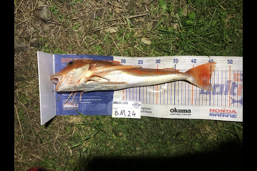 Corbin Lash caught this 44.5cm Gurnard at Nelson/Marlborough during The Hirepool Baitmates Fishing Comp