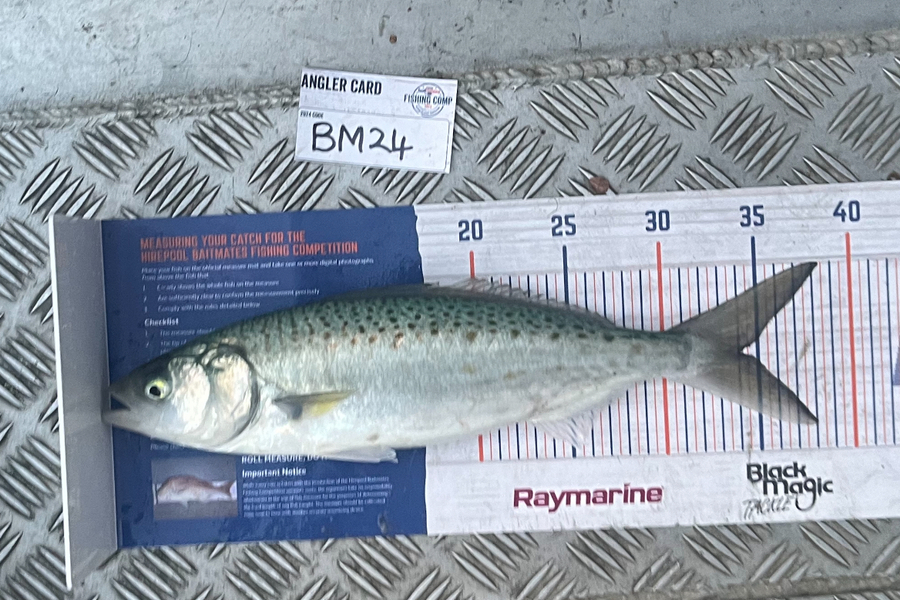 Harry Young caught this 34.0cm Kahawai at Nelson/Marlborough during The Hirepool Baitmates Fishing Comp