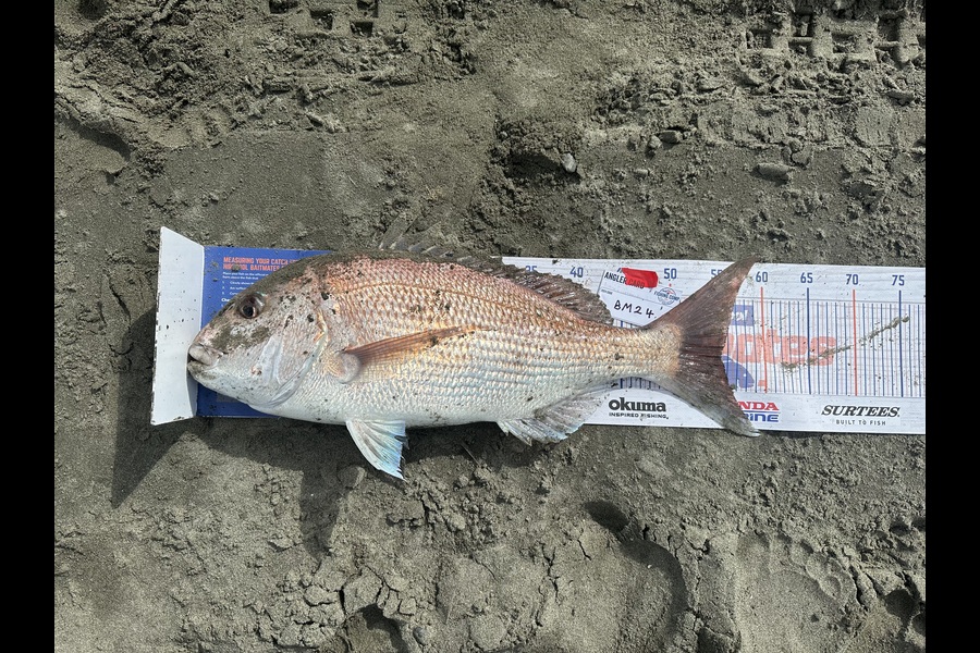 Byron Mudgway caught this 55cm Snapper at Manawatu during The Hirepool Baitmates Fishing Comp