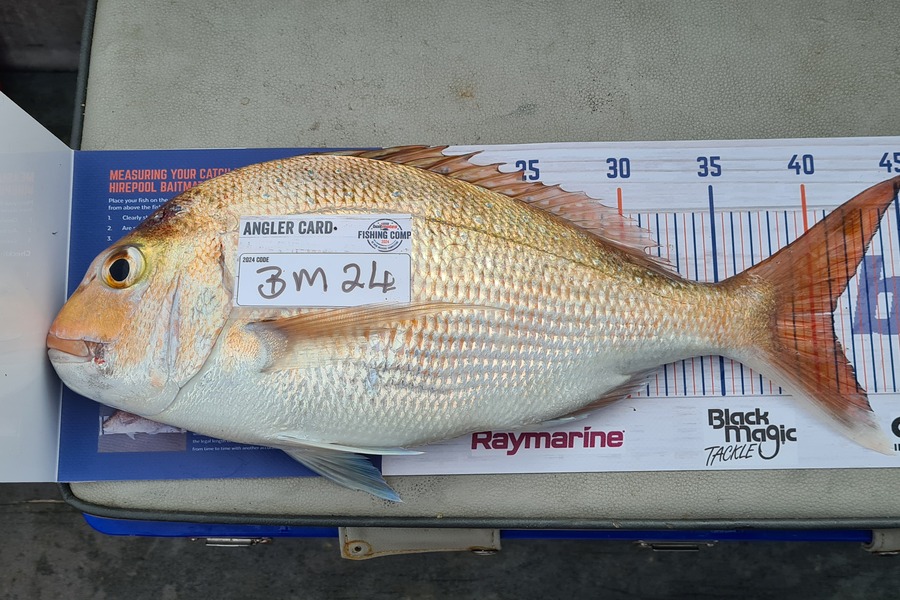 steve Roberts caught this 41.0cm Snapper at Nelson/Marlborough during The Hirepool Baitmates Fishing Comp