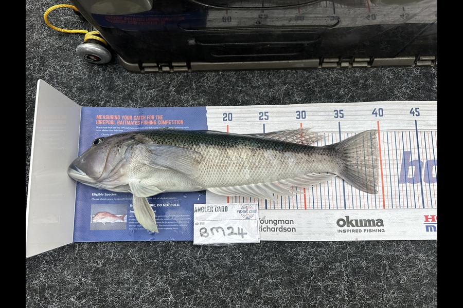Michael Carstairs caught this 39.5cm Blue Cod at Canterbury during The Hirepool Baitmates Fishing Comp