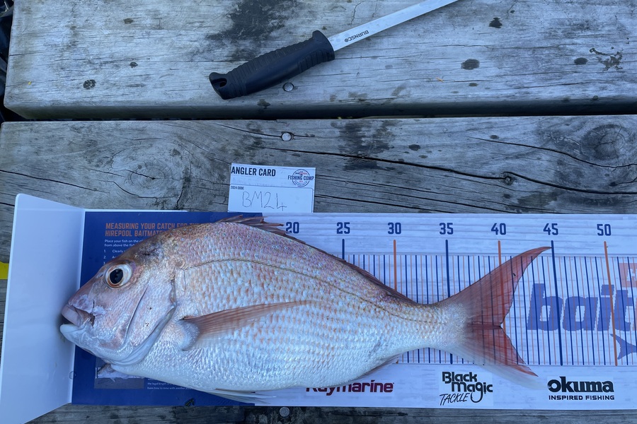 Annabel Day caught this 39.5cm Snapper at Auckland during The Hirepool Baitmates Fishing Comp