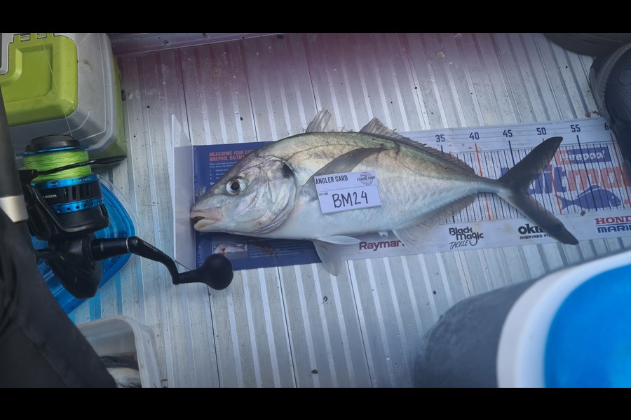 Christopher Gonzales caught this 46.0cm Trevally at Wellington during The Hirepool Baitmates Fishing Comp