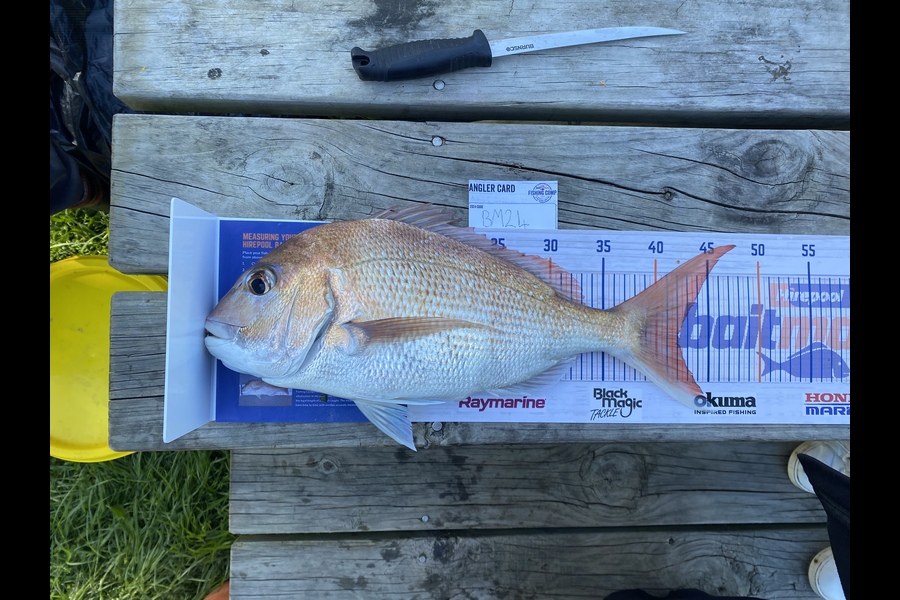 Brendon Day caught this 42.0cm Snapper at Auckland during The Hirepool Baitmates Fishing Comp