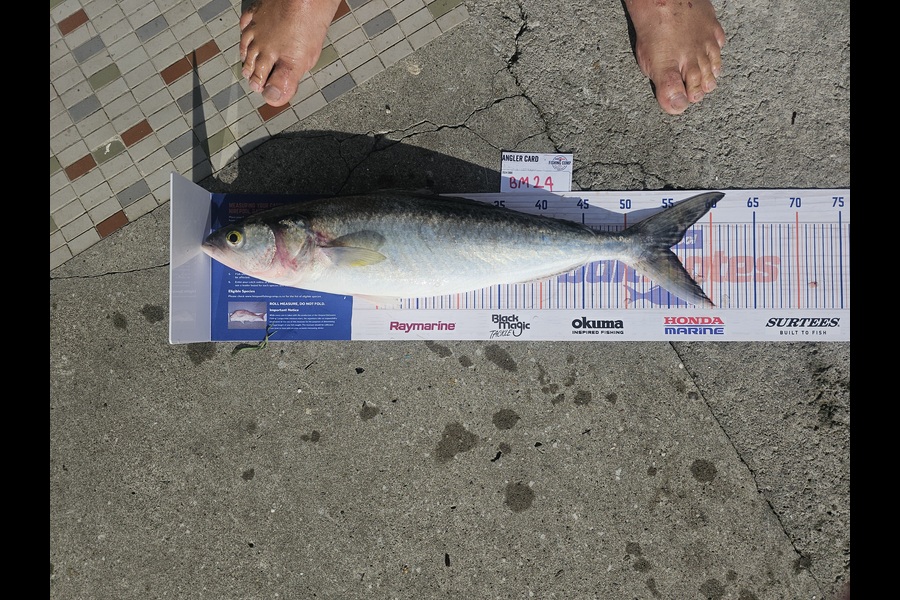 David  Douglas  caught this 55.0cm Kahawai at Wellington during The Hirepool Baitmates Fishing Comp