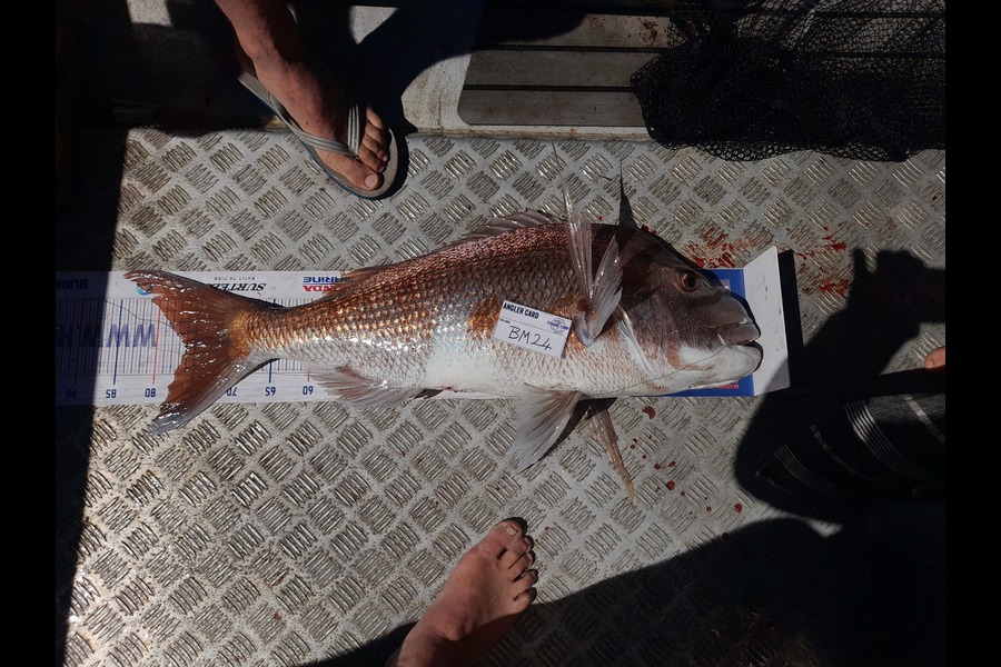 Andrew Stanford caught this 76cm Snapper at Northland during The Hirepool Baitmates Fishing Comp