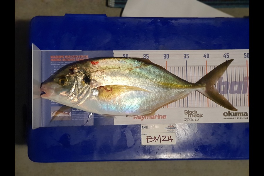 Rob Murphy caught this 41.5cm Trevally at Bay of Plenty during The Hirepool Baitmates Fishing Comp