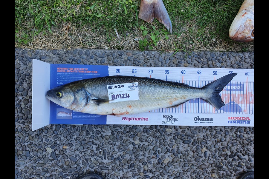 Graeme Mckay caught this 51.0cm Kahawai at Bay of Plenty during The Hirepool Baitmates Fishing Comp
