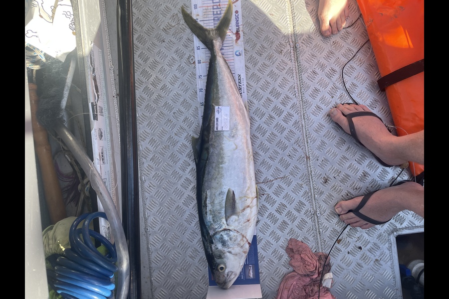Shanon Imms caught this 92.0cm Kingfish at Northland during The Hirepool Baitmates Fishing Comp