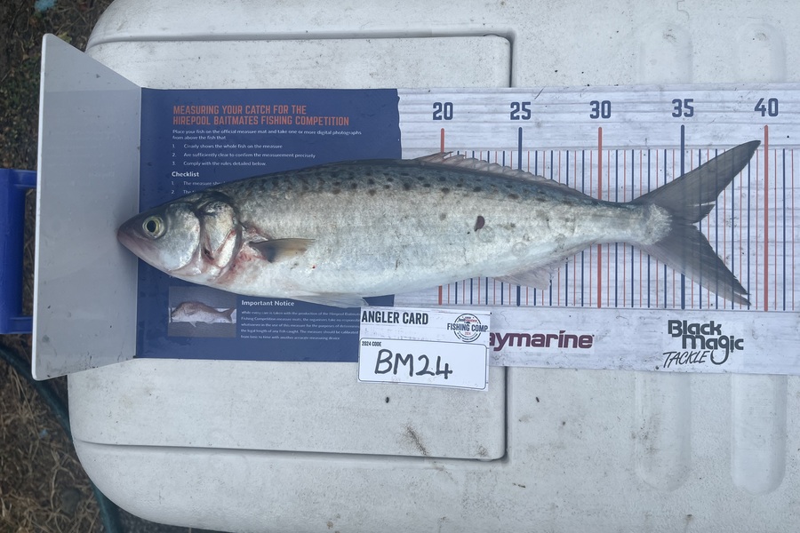 Harry Young caught this 35.5cm Kahawai at Nelson/Marlborough during The Hirepool Baitmates Fishing Comp