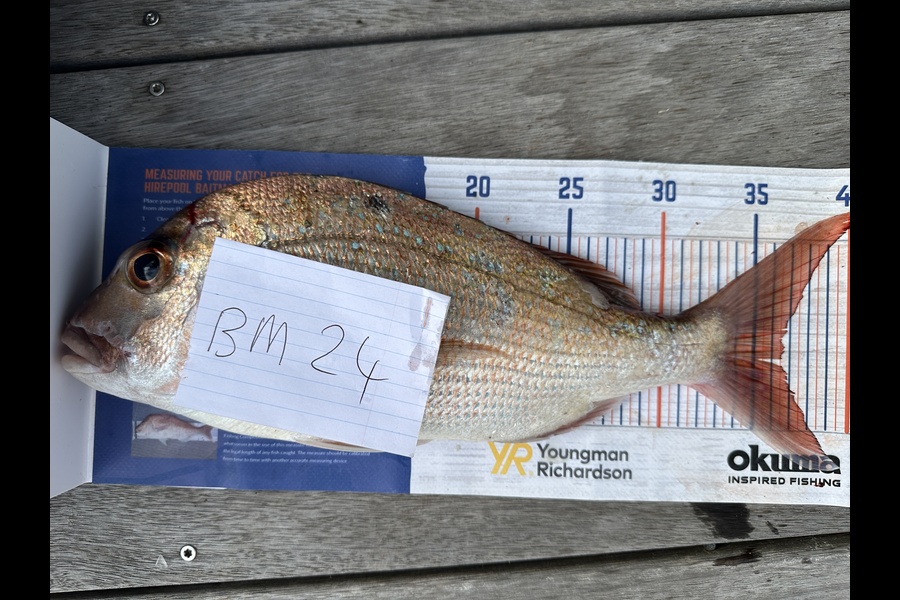 Ed Smit caught this 36.5cm Snapper at Northland during The Hirepool Baitmates Fishing Comp