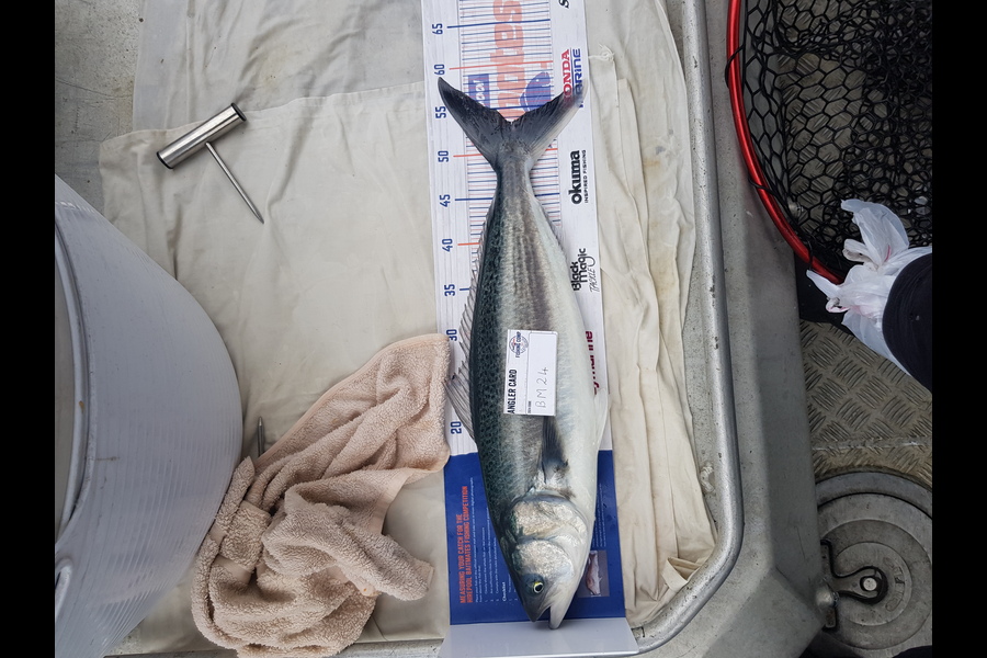Carolyn Rose caught this 53.5cm Kahawai at Nelson/Marlborough during The Hirepool Baitmates Fishing Comp