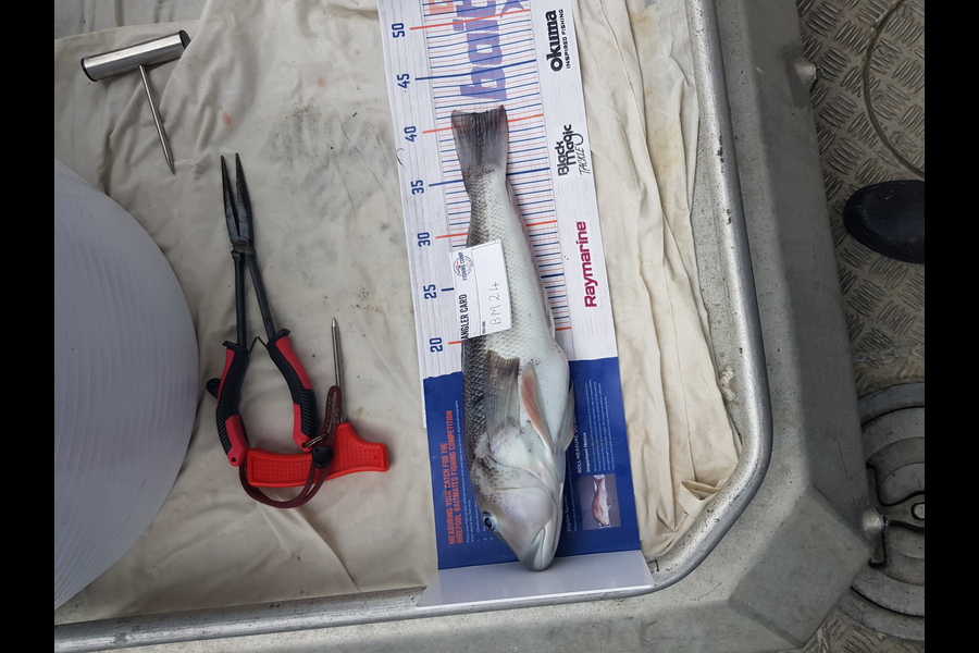 Carolyn Rose caught this 41.0cm Blue Cod at Nelson/Marlborough during The Hirepool Baitmates Fishing Comp