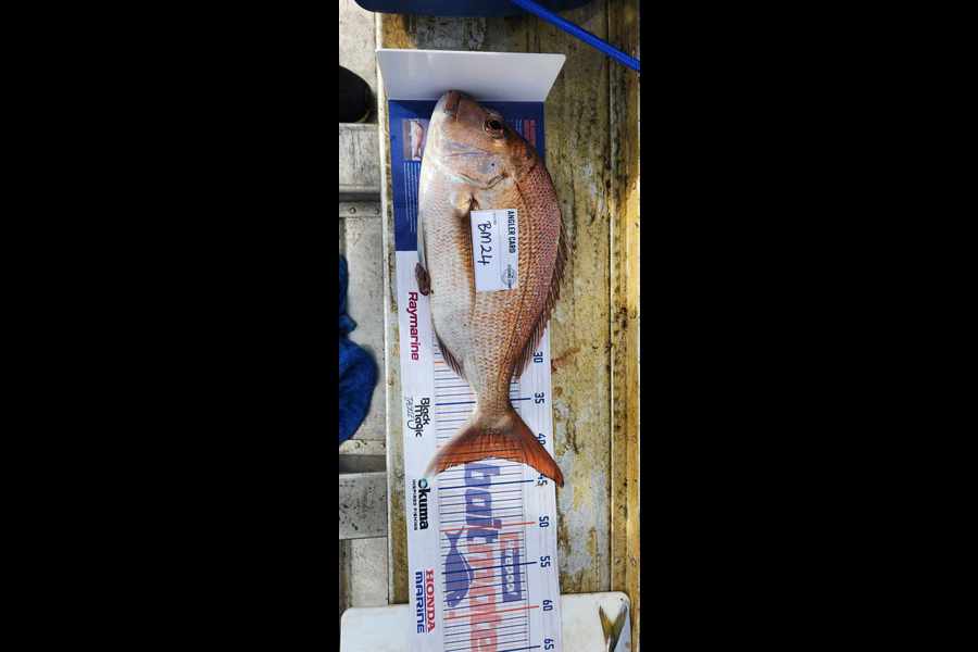 Aaron Jones caught this 41.5cm Snapper at Auckland during The Hirepool Baitmates Fishing Comp