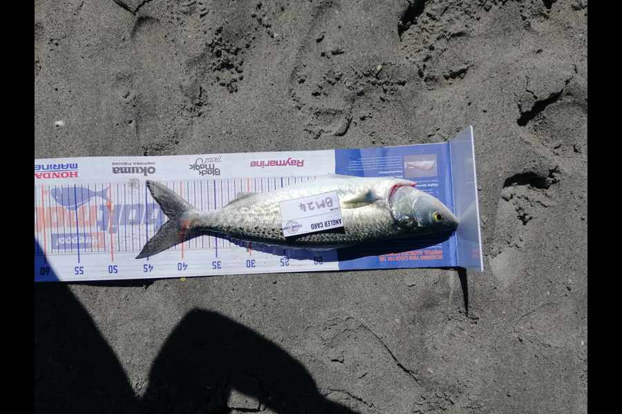 Graeme Oliver caught this 41.5cm Kahawai at Bay of Plenty during The Hirepool Baitmates Fishing Comp