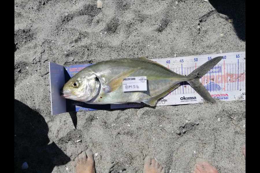 Graeme Oliver caught this 51cm Trevally at Bay of Plenty during The Hirepool Baitmates Fishing Comp