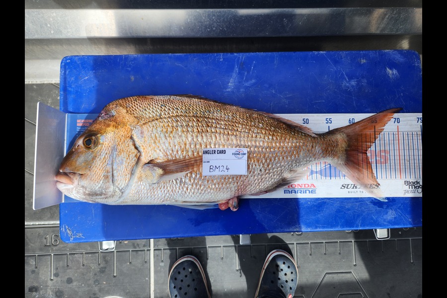 Jim Williams caught this 63.0cm Snapper at Nelson/Marlborough during The Hirepool Baitmates Fishing Comp