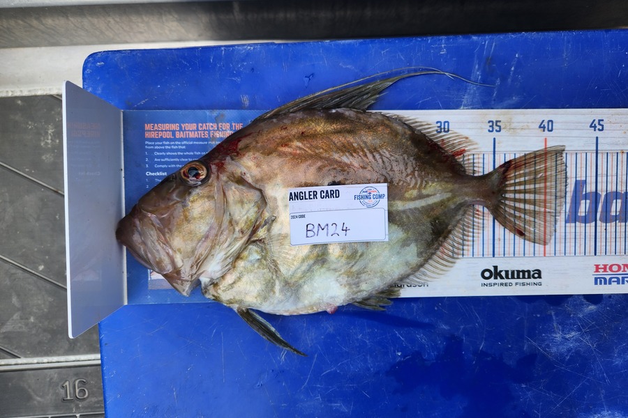 Jim Williams caught this 42.0cm John Dory at Nelson/Marlborough during The Hirepool Baitmates Fishing Comp
