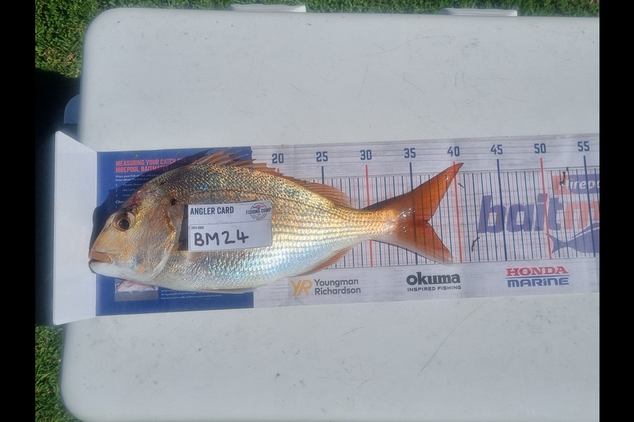 David Cosgrove caught this 36.0cm Snapper at Bay of Plenty during The Hirepool Baitmates Fishing Comp