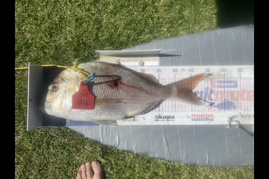 Graeme Duncan caught this 44.5cm Snapper at Bay of Plenty during The Hirepool Baitmates Fishing Comp