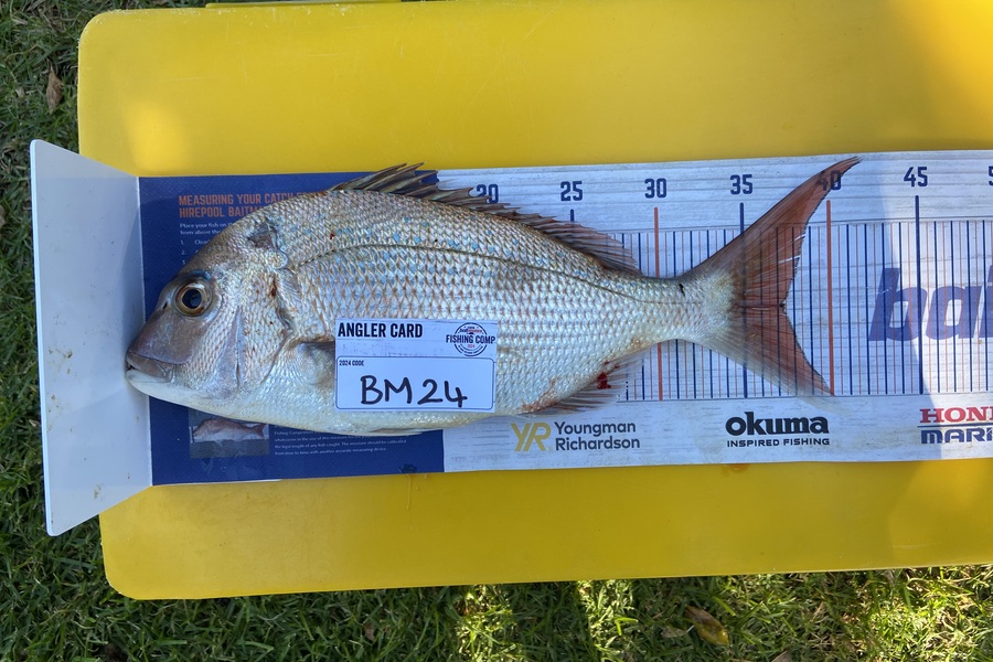 Marshall Wells caught this 37.0cm Snapper at Taranaki during The Hirepool Baitmates Fishing Comp