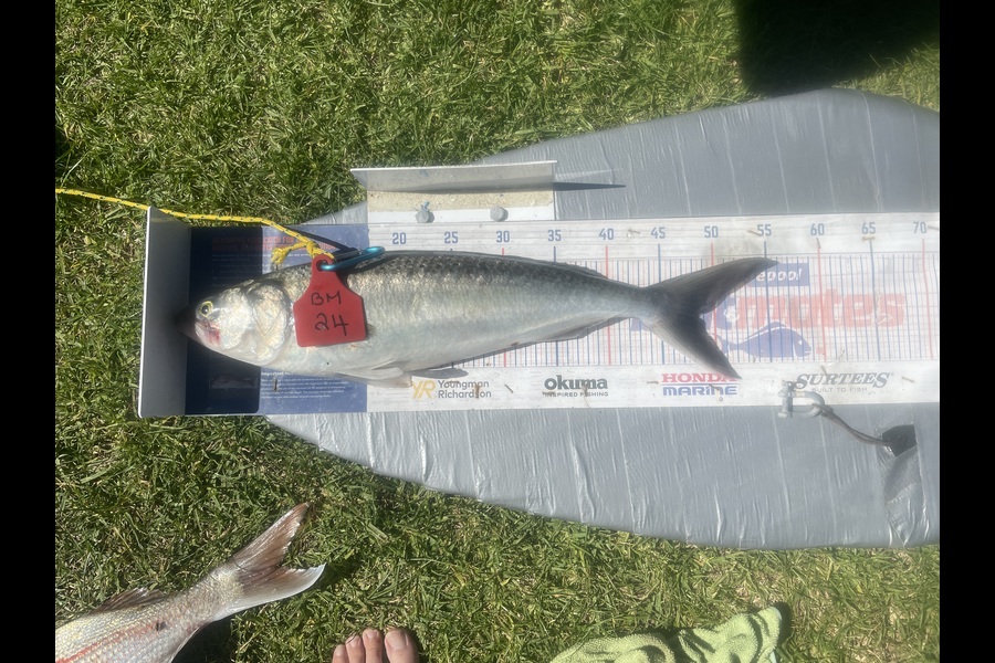 Graeme Duncan caught this 48.0cm Kahawai at Bay of Plenty during The Hirepool Baitmates Fishing Comp