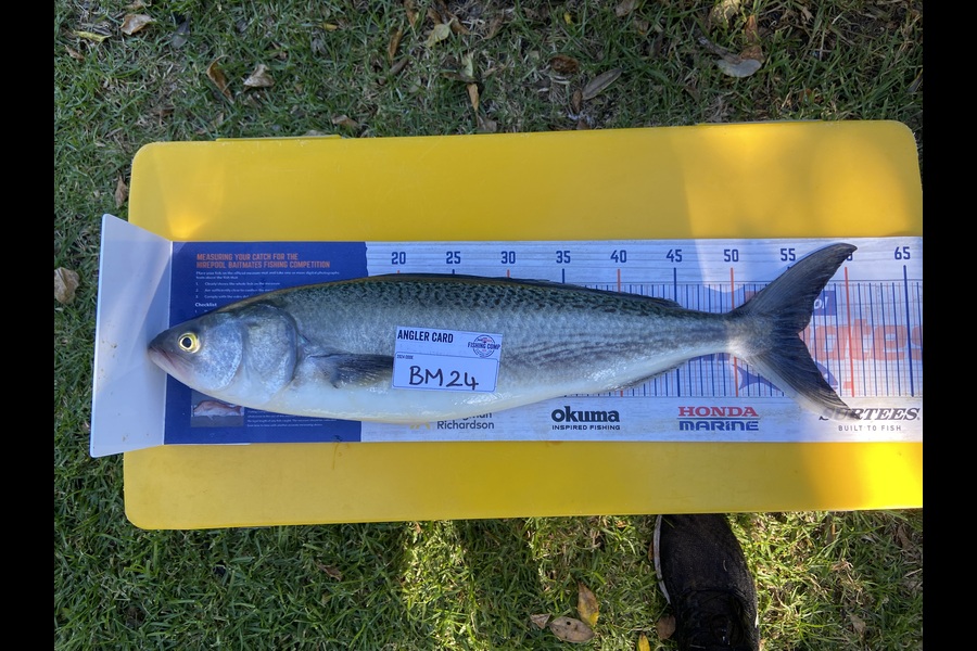 Marshall Wells caught this 55.5cm Kahawai at Taranaki during The Hirepool Baitmates Fishing Comp