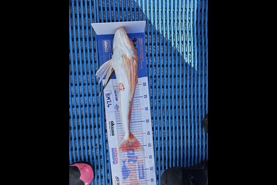 Tracey Castle caught this 47.0cm Gurnard at Taranaki during The Hirepool Baitmates Fishing Comp