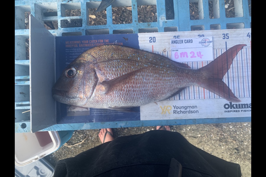Lara Clarke caught this 33.5cm Snapper at Northland during The Hirepool Baitmates Fishing Comp