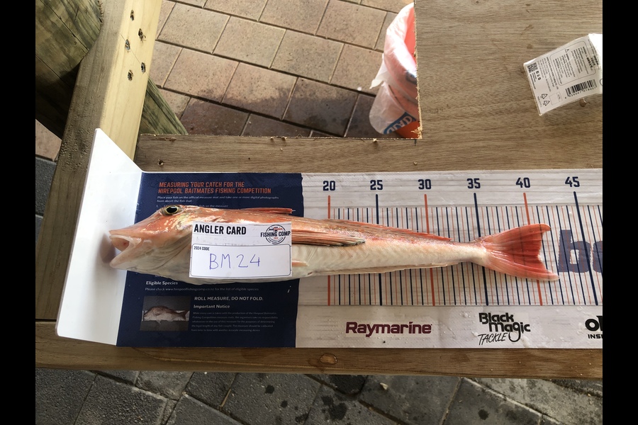 Koen Breman caught this 40.5cm Gurnard at Taranaki during The Hirepool Baitmates Fishing Comp